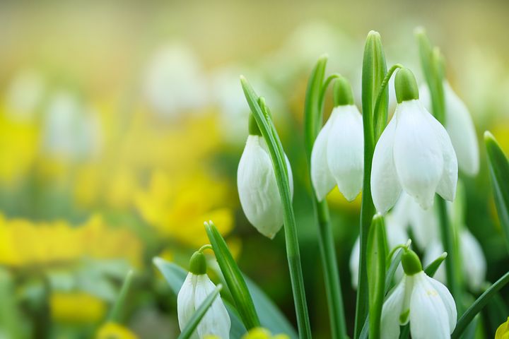 Les secrets que les jardiniers en herbe doivent connaître