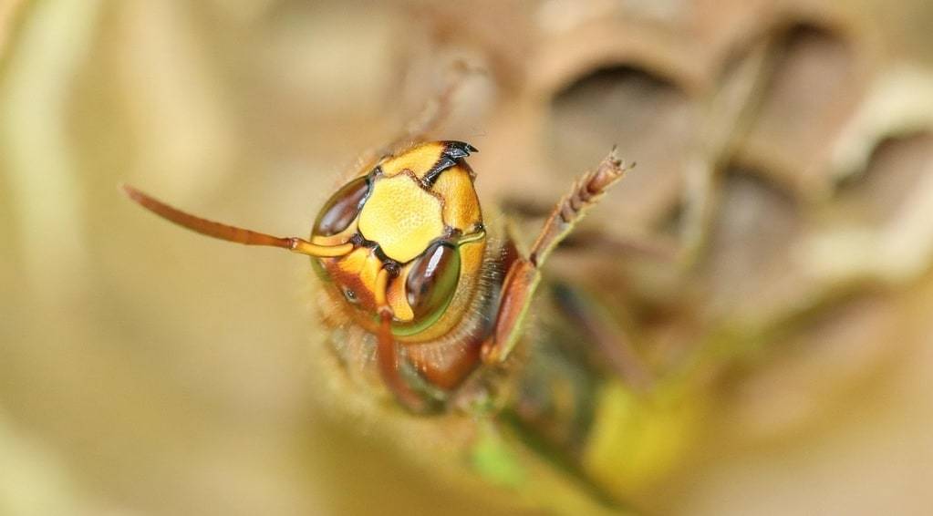 Apprendre à repérer un nid de frelons en toute sécurité