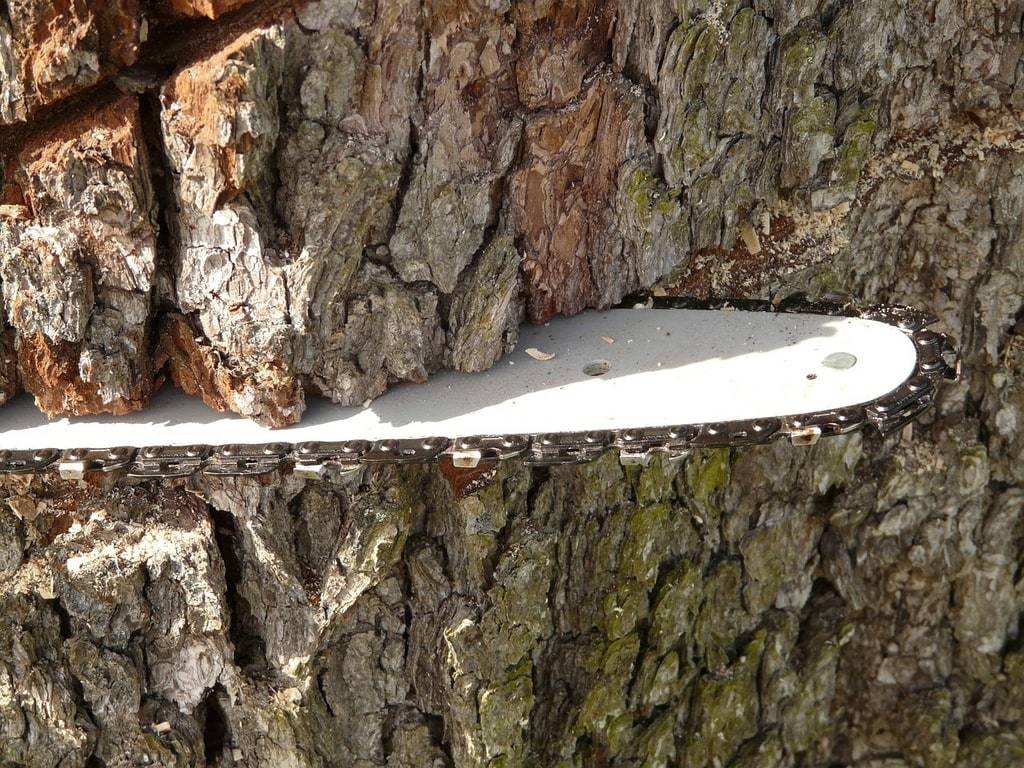 Les essentiels à connaître sur l'élagage dans les Hautes-Pyrénées