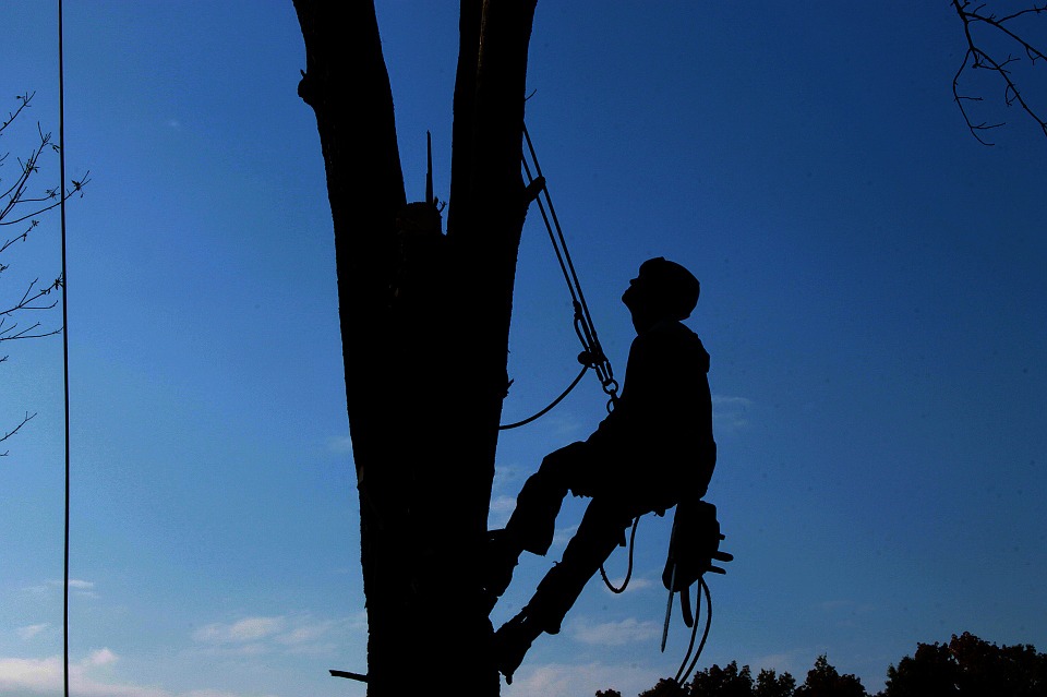 Les bonnes pratiques pour entretenir ses arbres grâce à l'élagage